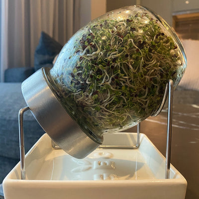 Growing Broccoli Sprouts at Home