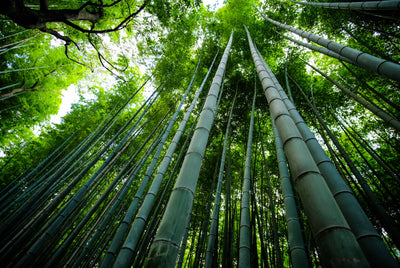 Bamboo - The Most Sustainable Material?