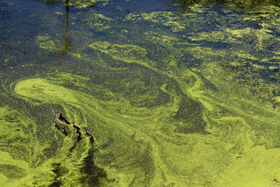 Algae Oil as a Source of Omega-3