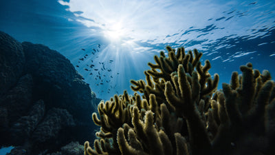 Coral Reefs as a Marker of Environmental Change